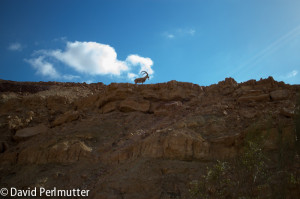 A Nubian Ibex